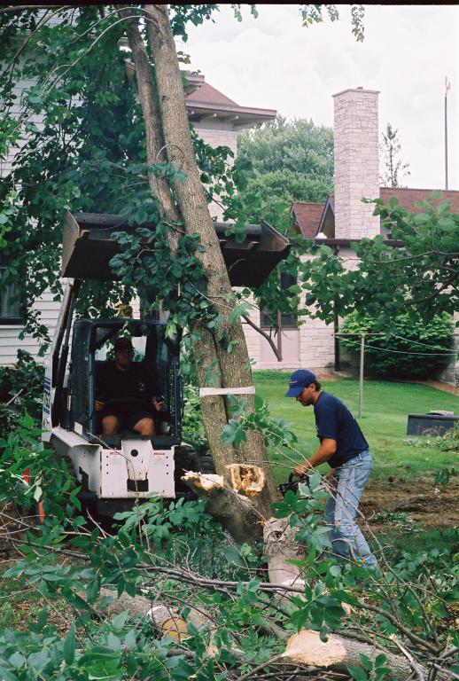 Dependable Lawn Care, Brian's nephews, finish felling a row of scrub trees beside the house.