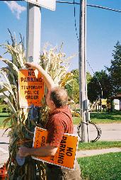 Ken  tapes a no-parking sign amid corn stalks bundled around a lightpost.