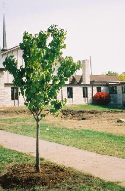 replanted, mulched sapling in front of church